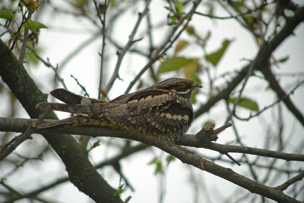 A la recherche de l'Engoulevent en forêt des Bertranges